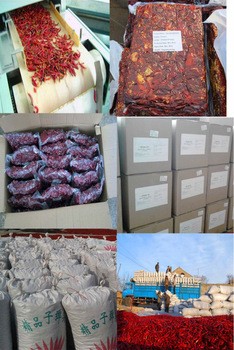 Chinesische beste Qualität getrockneter heißer roter Pfeffer sanyng Paprikas