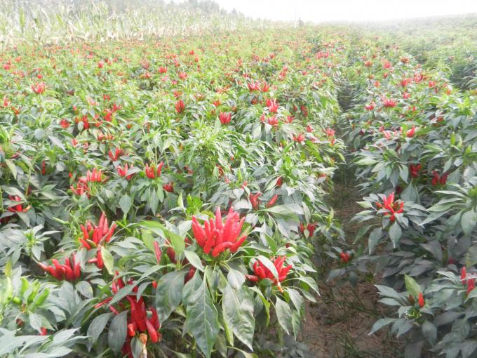 Paprika-Chilipulvergroßhandel Chinas Neihuang