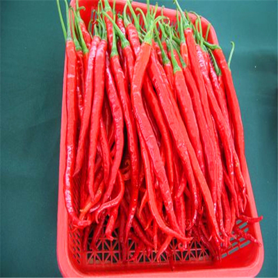 Kein Pigment Erjingtiao trocknete Chilis 16CM rotes aufgehaltenes Entwässerungs8000shu