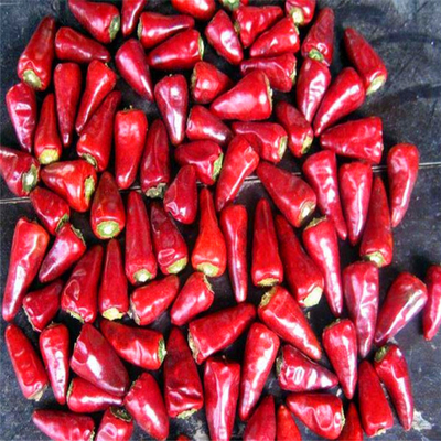 Feurige rote getrocknete Vogel-Auge-Chilli für scharfes Kochen