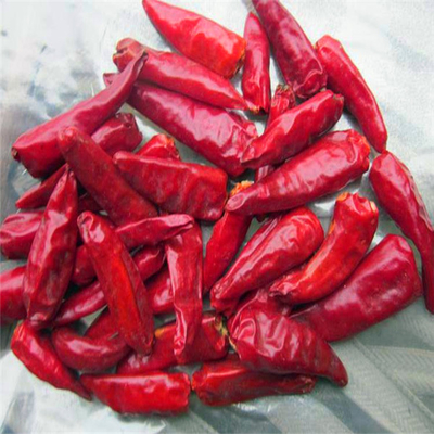 Trockene Kugel-Rote Chili-Hut mit intensivem Geschmack