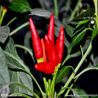 Chilli scharfes Geschmack Kalzium Nährwertinformationen zum Kalziumgehalt