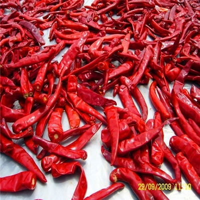 Milder Hitze-Bonbon trocknete Paprika Pepper 1% Max Impurity 15Cm