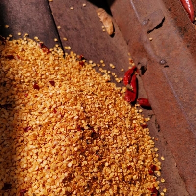 Kleines rotes getrocknetes Chilisamen-Granulat zum Pflanzen