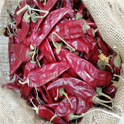 Stammlose getrocknete Guajillo Chili Paprika 15 cm 0,3% Maximale Unreinheit für Soßen