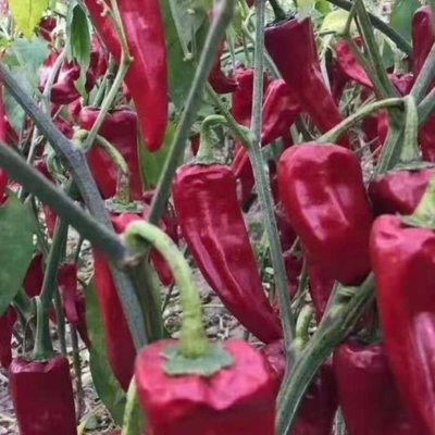 Yidu Chili mit scharfem Chilischmaß