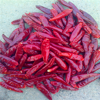 Würzige, kleine, rote Tianjin-Chilies mit hohem Vitamin-C-Gehalt Nährstoffreich und lecker