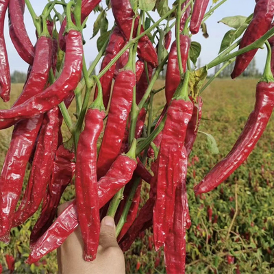 Feuchtigkeit 12-16% Trocknete rote Chilis, dehydrierte rote süße Paprika 10-20 cm