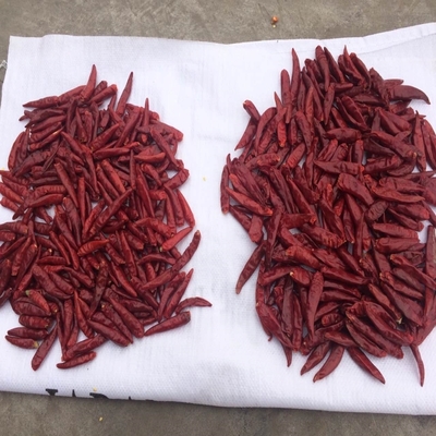 Kleine Tianjin-Rote Chili für Raumtemperatur - Beutelverpackung
