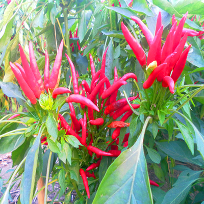 Top Qualität Luft und Sonne getrocknete rote Chilli 90.000 SHU