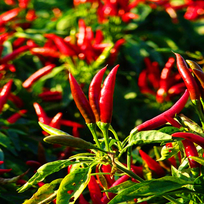 Premium Qualität getrocknete Chilisamen mit knackiger Textur bei 5-8 mm