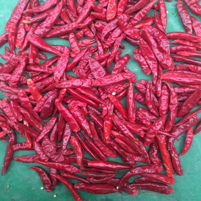 Frisch geerntetes Guajillo-Chilli-Samen - Feuchtigkeit 8%-12% - Reinheit 95-99%