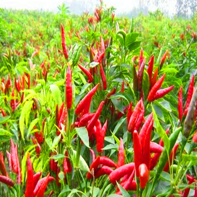 1 kg getrocknete Chili 50 000SHU für schmackhafte Rezepte