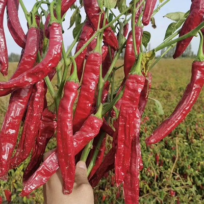 Luft- oder Sonnentrocknete, dehydrierende Chilis Natürliche Rotfarbe