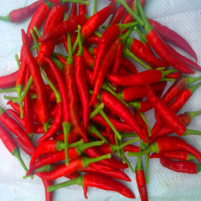 4-7cm Trockene rote Chilli-Pfeffer Lagerbedingungen Kühl und trocken