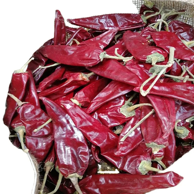 Leckeres getrocknetes Guajillo-Chili für Soßen