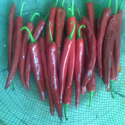 Chilli-Pulver mit hohem Vitamin-C-Gehalt