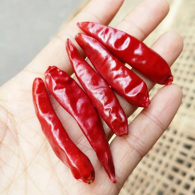 Getrocknete ganze rote Chilis / getrocknete asiatische Chili Peppers Feuriges Gewürz für kulinarische Abenteuer