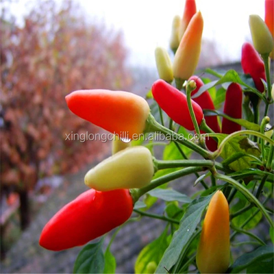 Lange Trockene Rote Chili Trockene Rote Chili Paprika 100g Reines rundes Gewürz