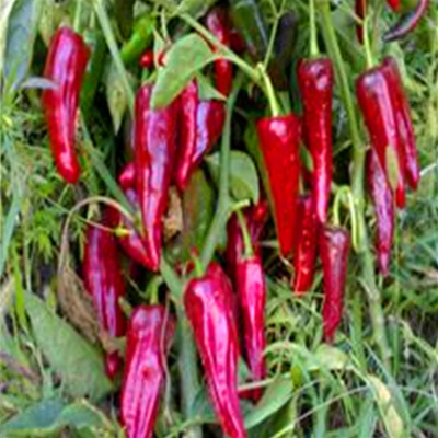 1 KG getrocknete Vogel-Auge Chilli scharfes Geschmack Geschäft an einem trockenen und kühlen Ort