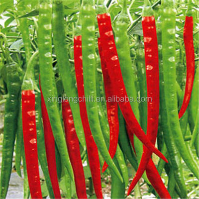 Hot Spicy Dried Red Chilli Peppers Spice Level Hot Pungency SHU50000-90000 Taste Hot