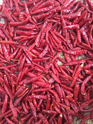 Hoher würziger Stemless getrockneter roter Paprika pfeffert Halal genehmigt