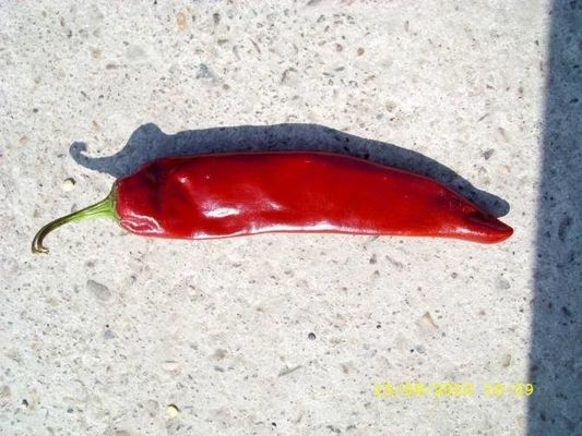 Würzegetrockneter Guajillo-Paprika 180 ASTA Red Hot Chili Peppers