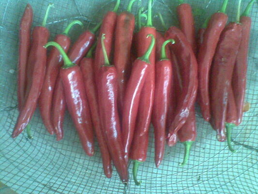 Natürliche rote Pfeffer-Gewürznahrung Yidu Chili With Stem Jinta Chilli