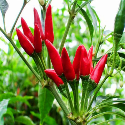 Getrocknete, ovale Vögel-Augen-Chilli, reich an Vitamin C, zum Kochen