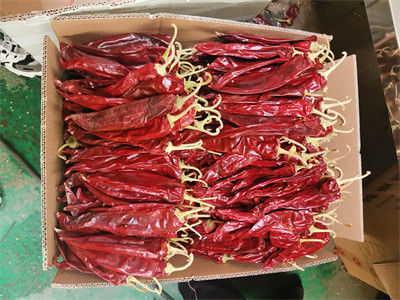 Rohverarbeitungsart Süßes Capsicum Annuum Pfeffer mittlere Größe