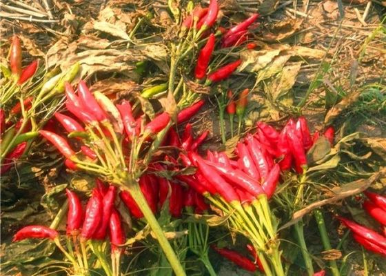 Stemless getrockneter roter Paprika pfeffert Feuchtigkeit Sichuan-Paprika-10%