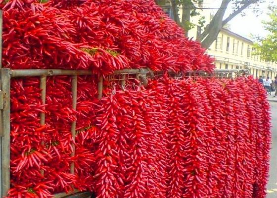 Samenlose ganze trockene Paprikas Chaotian Sichuan, das Himmels-Paprikas gegenüberstellt