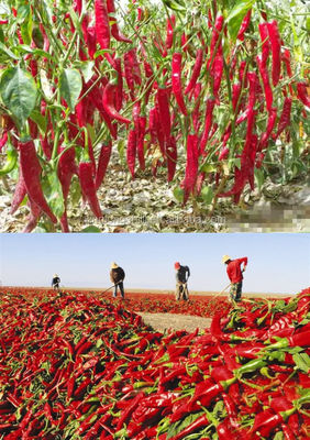 FDA-Gemüsepaprika Paprika Stemless Dried Red Peppers wasserfrei