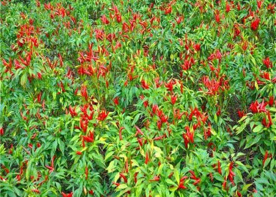 Luftgetrocknete Thai-Chilli-Samen in fertiger Form für die Großproduktion