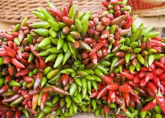 Neue Pflanze Stammlose japanische getrocknete Vögel Auge Chilli Paprika
