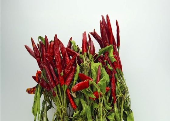 Trockene rote Paprika-ganze wasserfreie samenlose getrocknete rote Chile-Hülsen Tianjins