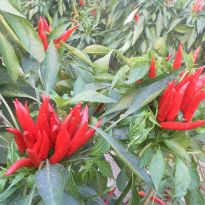 Chinese trocknete roten Chili Peppers Chaotian Szechuan Dried Chili Zero Additive