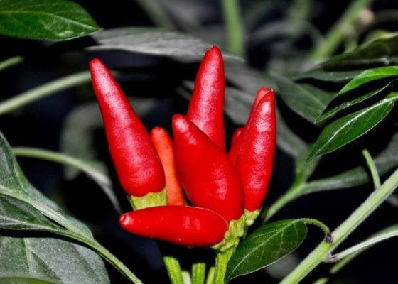 Sondern rote Paprika-Hülsen MUI Tianjin Red Chilies Authentics Kraut aus