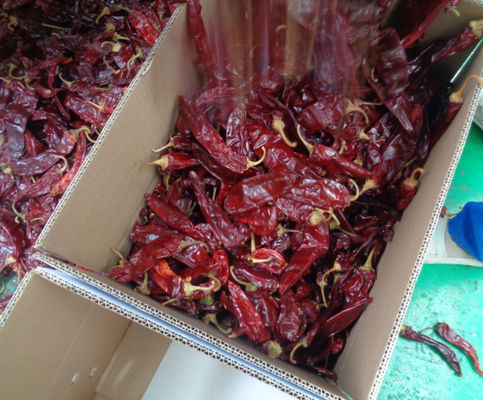 Grade A Guajillo Chili Peppers mit starkem scharfen Chilli Geschmack