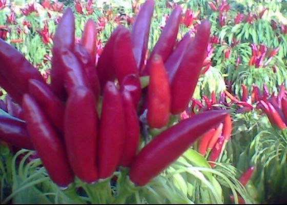 Die Würze, Chinesen der Himmels-Paprika-gegenüberstellend 4cm, trocknete Chili Peppers