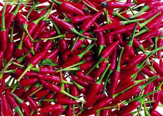 Tianjin-Rote Chili mit authentischem würzigen Geschmack aus China