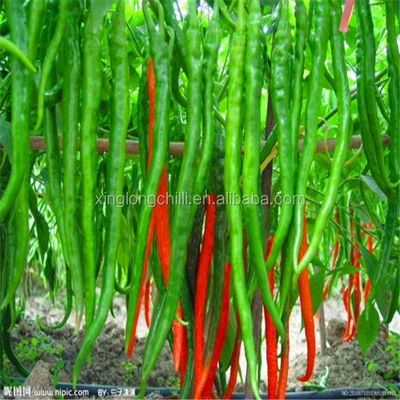 Rotes Erjingtiao trocknete Chilis würzigen aufgehaltenen Entwässerungschili peppers