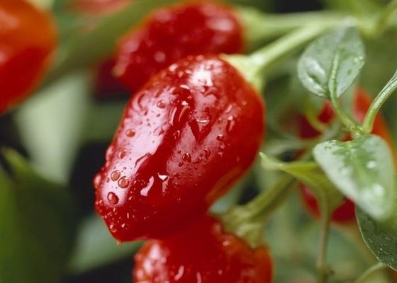 ASTA 120 Trockenes grünes Chillipulver Nährwertdaten mit hohem Vitamin C-Gehalt