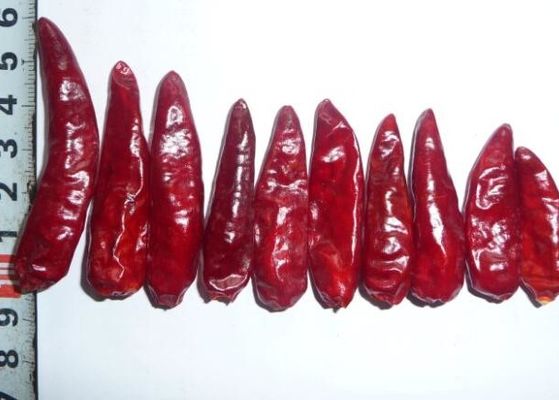 Rote Kugel-Paprikas Stemless getrockneter heißer Chili Peppers GMP Sichuans