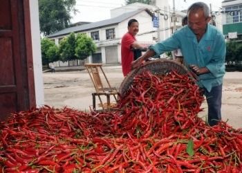 16CM Erjingtiao trocknete Chilis keine SHU Whole Dried Red Chili-Pfeffer des Pigment-8000