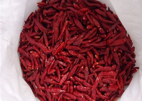 Rote Paprikas Cayennepfeffer HACCP Tianjin trockneten Feuchtigkeit Chili Podss 12%