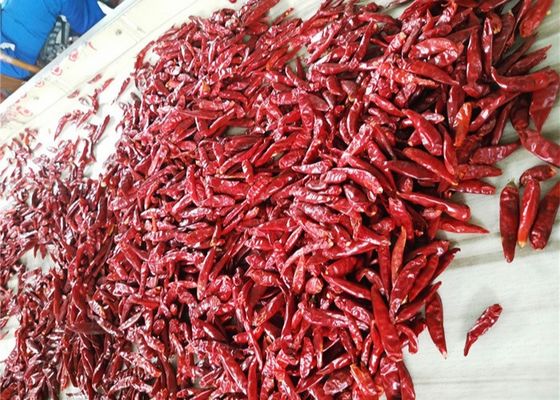 3CM getrocknete Vögel mustern Paprikas scharfen roten Chili Pods Dehydrated Without Stem
