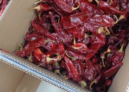 Rote Jinta Chilli 0,3% Max. Unreinheit Starker scharfer Geschmack Verpackung 25 kg