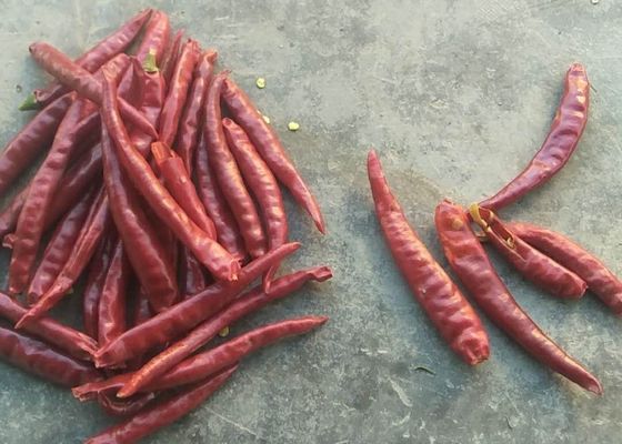 Einzelne Herb Dried Whole Tianjin Red-Paprikas hoher SHU Spicy HACCP