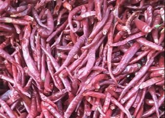 Einzelne Herb Dried Whole Tianjin Red-Paprikas hoher SHU Spicy HACCP